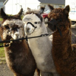 Sawdust Hill Alpaca Farm