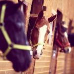 Double Mountain Horse Ranch