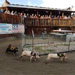 Bear Creek Saloon Pig Races