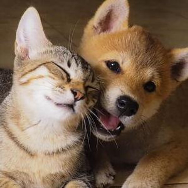 Pet Rescue/Vaccine Fund