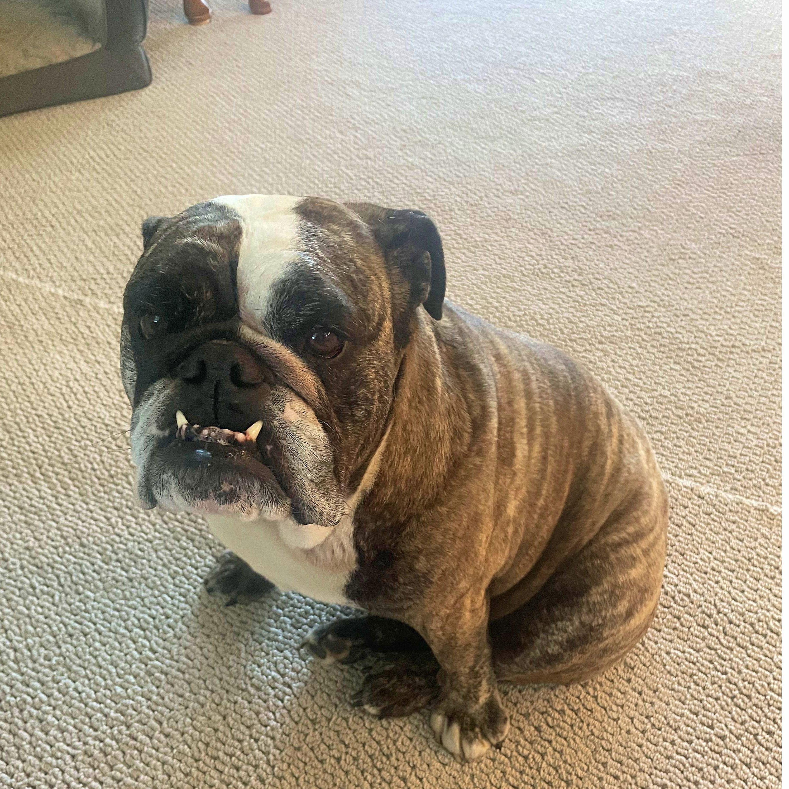 Pepper is ready for our nuptials too! We love you Pep!