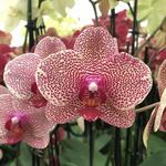 Gubler Orchids Inc.