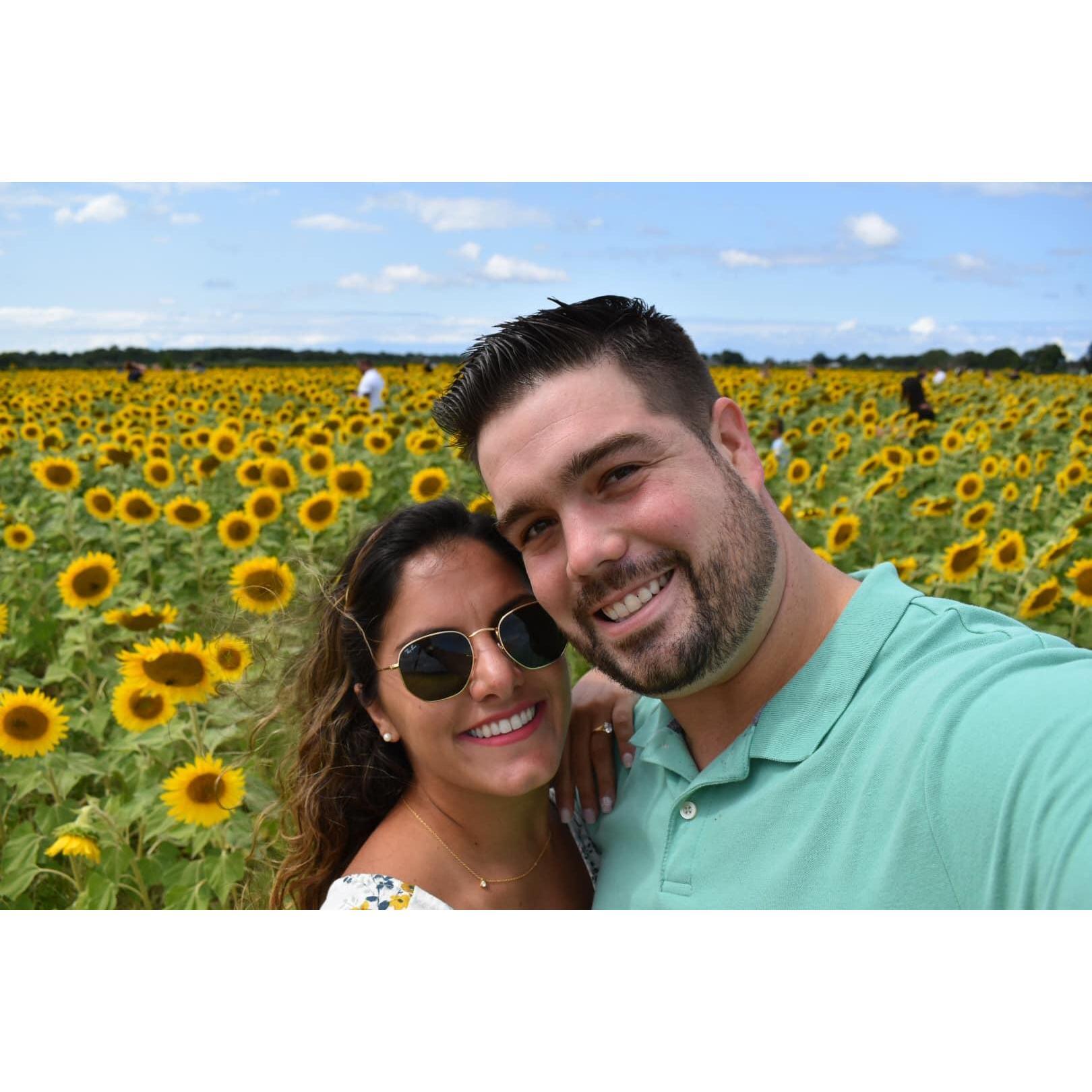 Sunflower Fields, 9/9/19