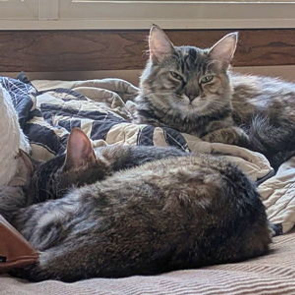 Our Home Fund (Daphne & Orion's Toy Fund)