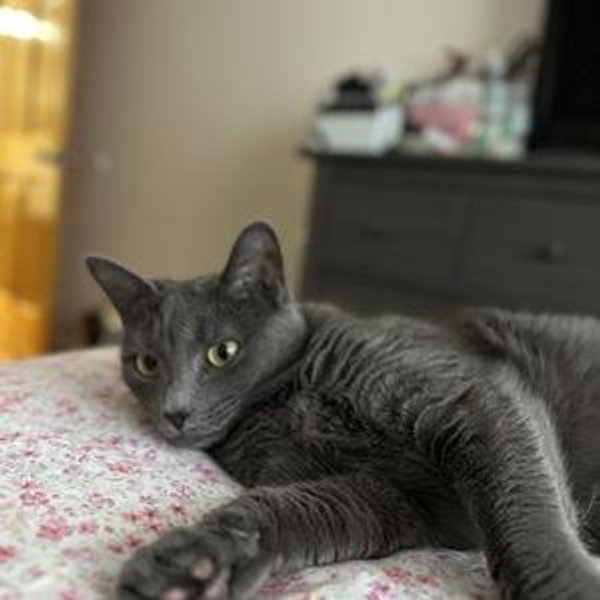 Chloe's Toys & Treats