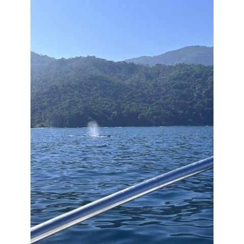 Whales and dolphins from the boat excursion!