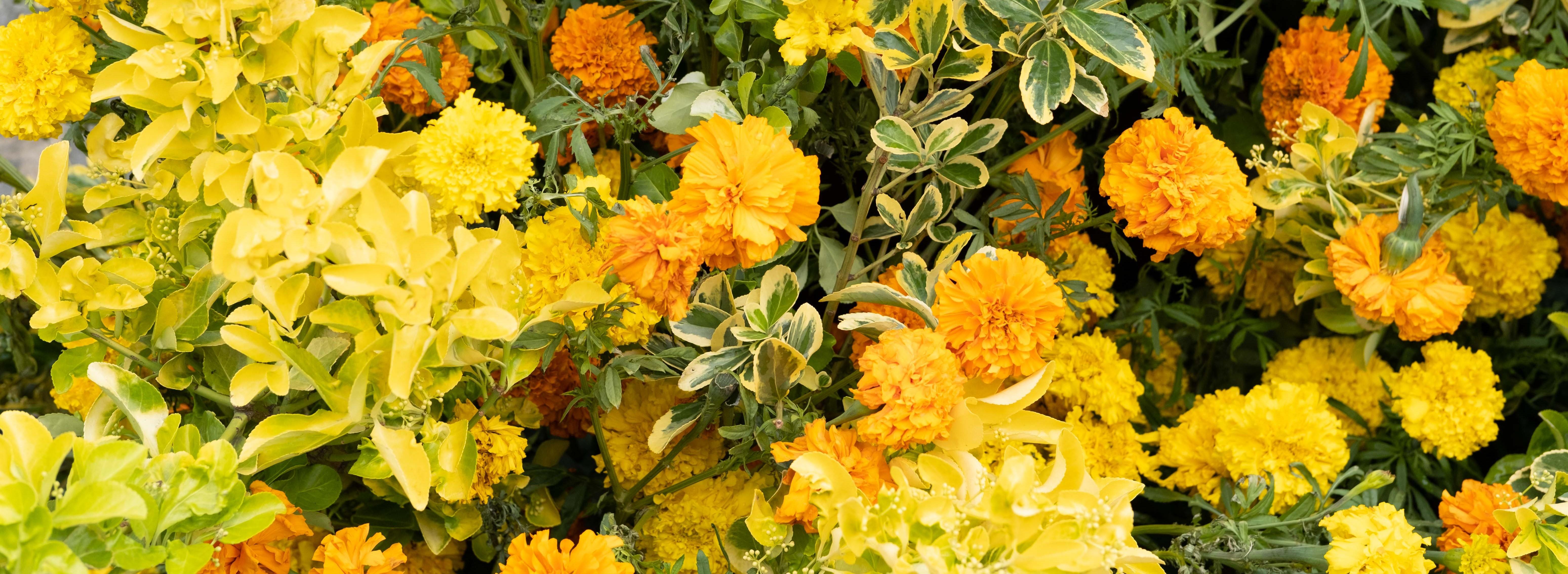 The Wedding Website of Carl James Grindley and Dianne Visande Gonzales