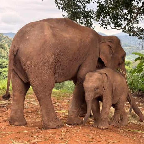 Day with rescued elephants in Thailand