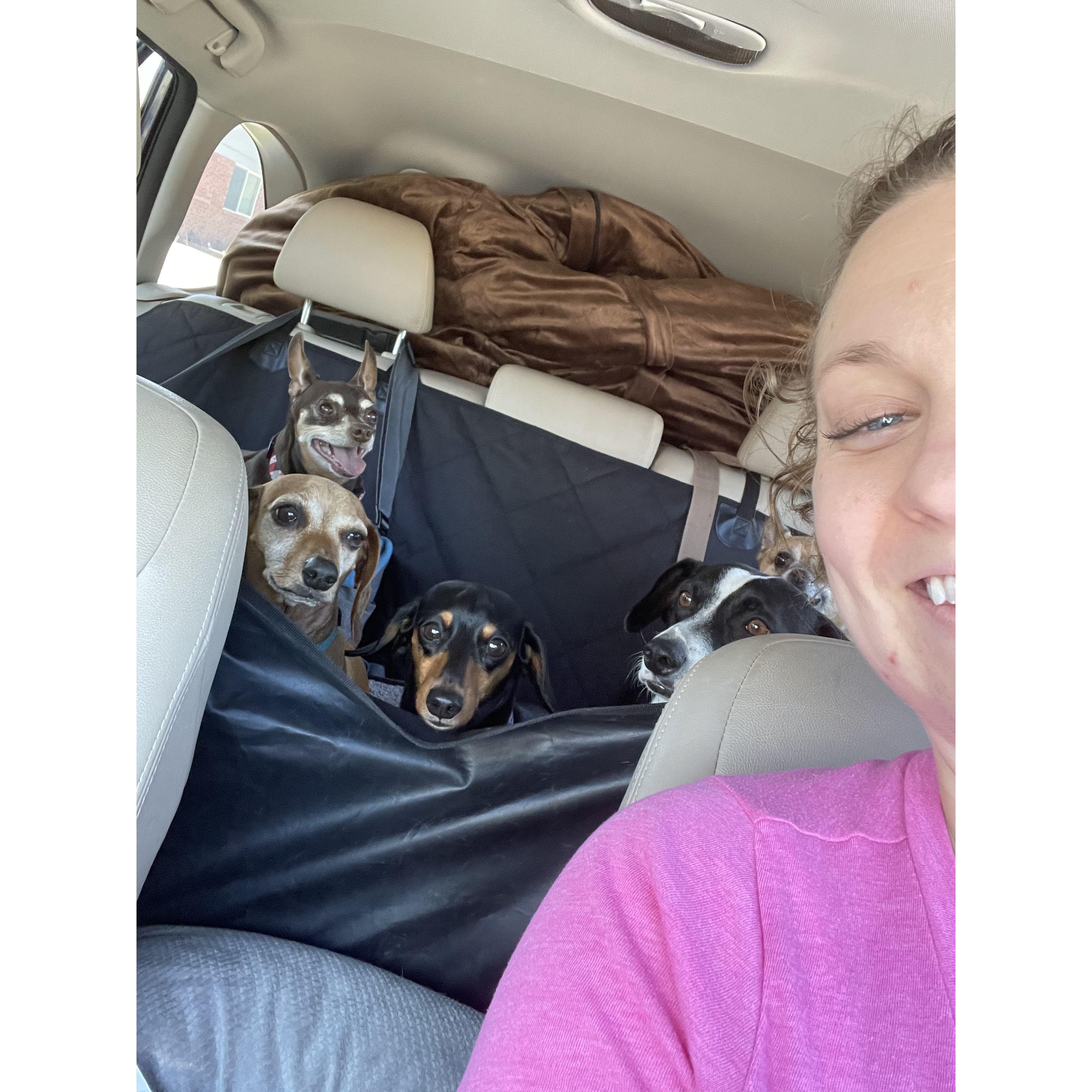 Here Katie and all five of our doggies, Ninja (top left), Ryli (bottom left), Haley (center), Moe (right above my shoulder), and BukkWild (top right) all traveled to visit Christian in San Antonio.