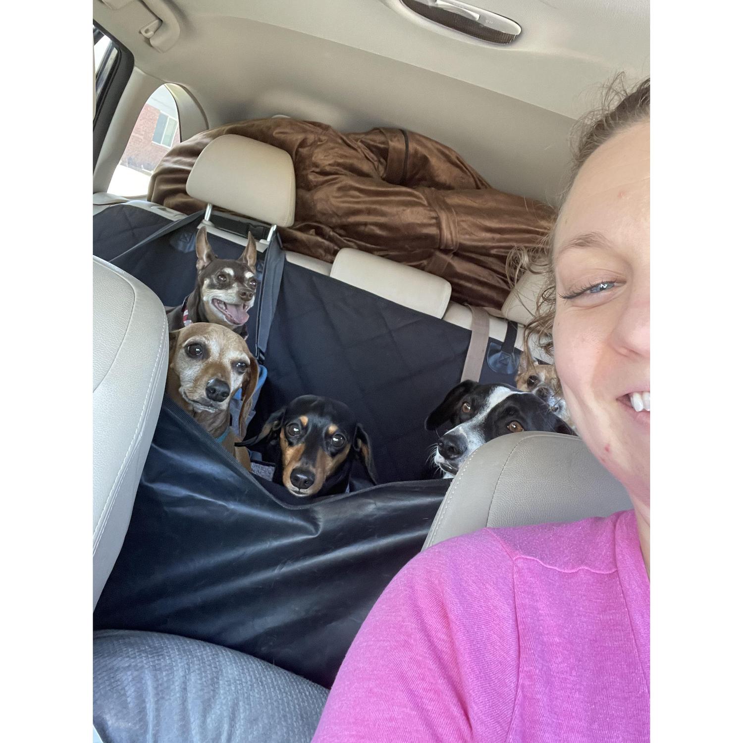 Here Katie and all five of our doggies, Ninja (top left), Ryli (bottom left), Haley (center), Moe (right above my shoulder), and BukkWild (top right) all traveled to visit Christian in San Antonio.