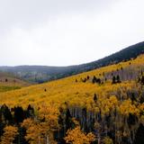 Aspen Vista Picnic Ground