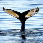 Bar Harbor Whale Watch Co
