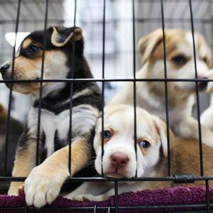 Donations for Local Animal Shelter