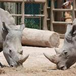 Houston Zoo