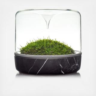 Sanctuary M Rainforest Mossarium with Moss