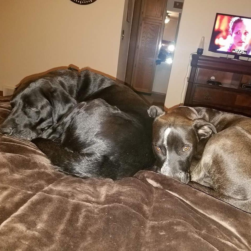 Our Boys - Zeus and Wrigley