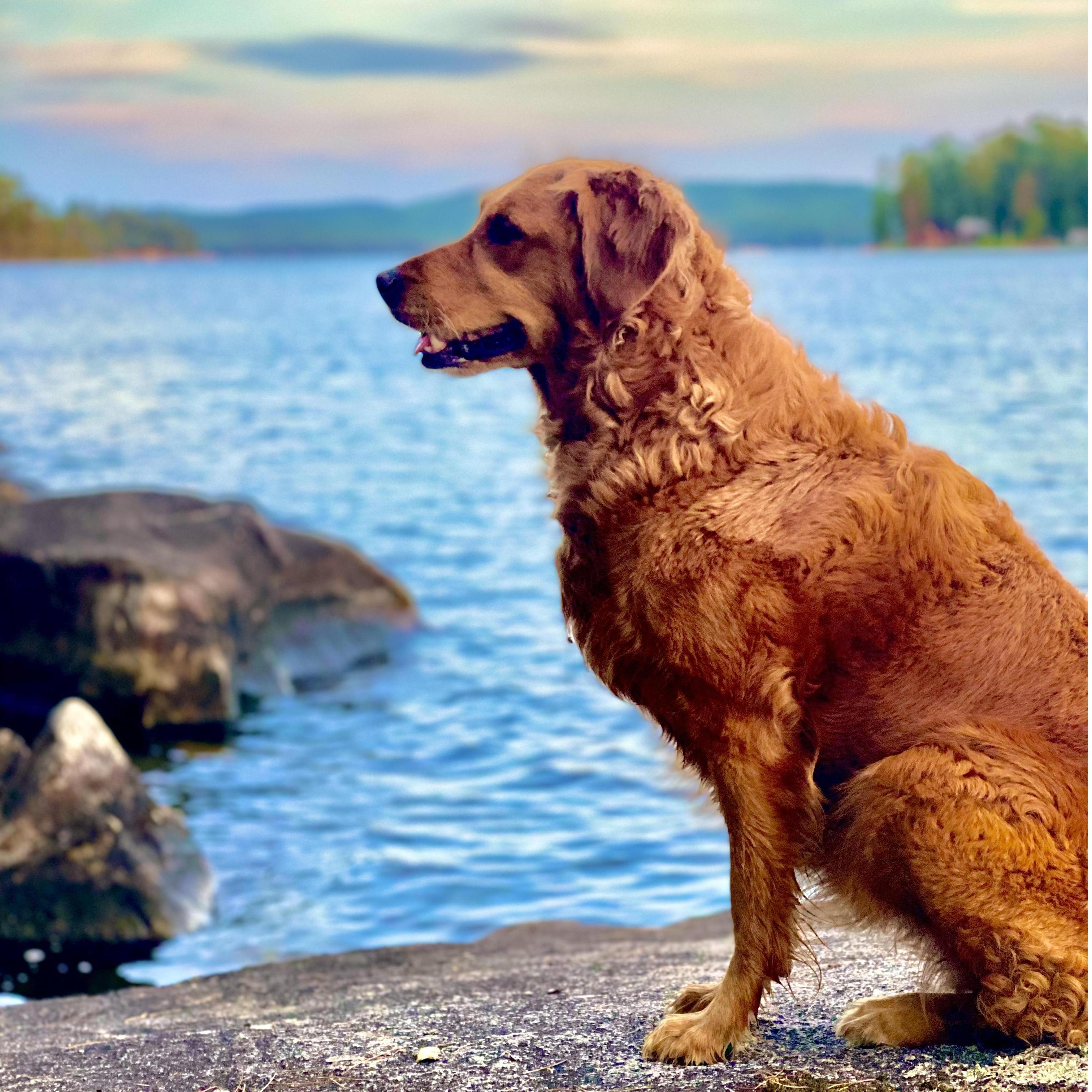 The majestic Bongo in the wild.