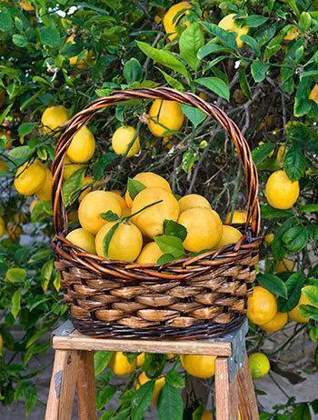 Meyer Lemon Tree 2-3 ft.