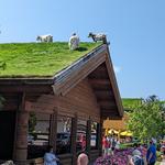 Al Johnson’s Swedish Restaurant & Butik