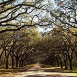 Wormsloe State Historic Site