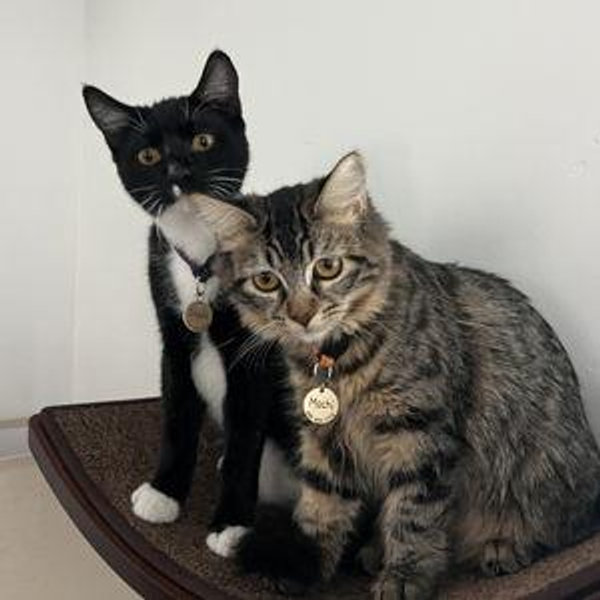 Our Pets! (Venmo)