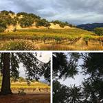 Wine Tasting
