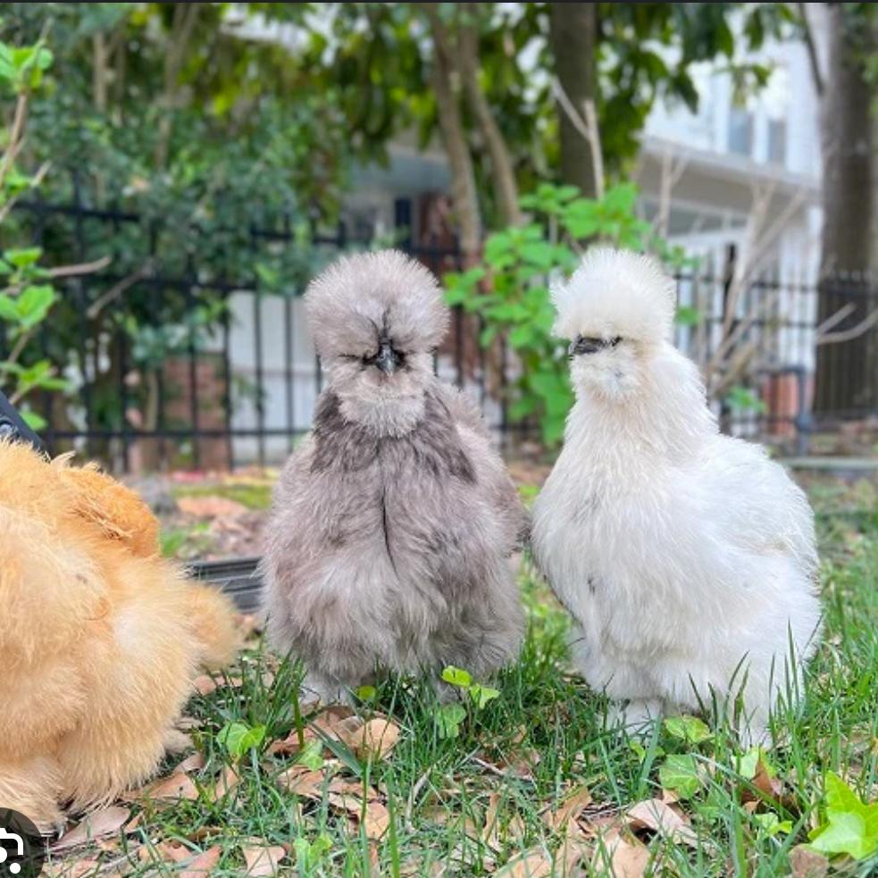 chicken family and coop renovation