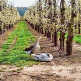 Wandelen langs Haspengouwse landschappen