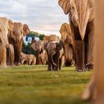 The Great Elephant Migration