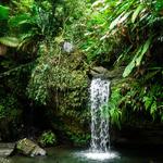 El Yunque National Forest