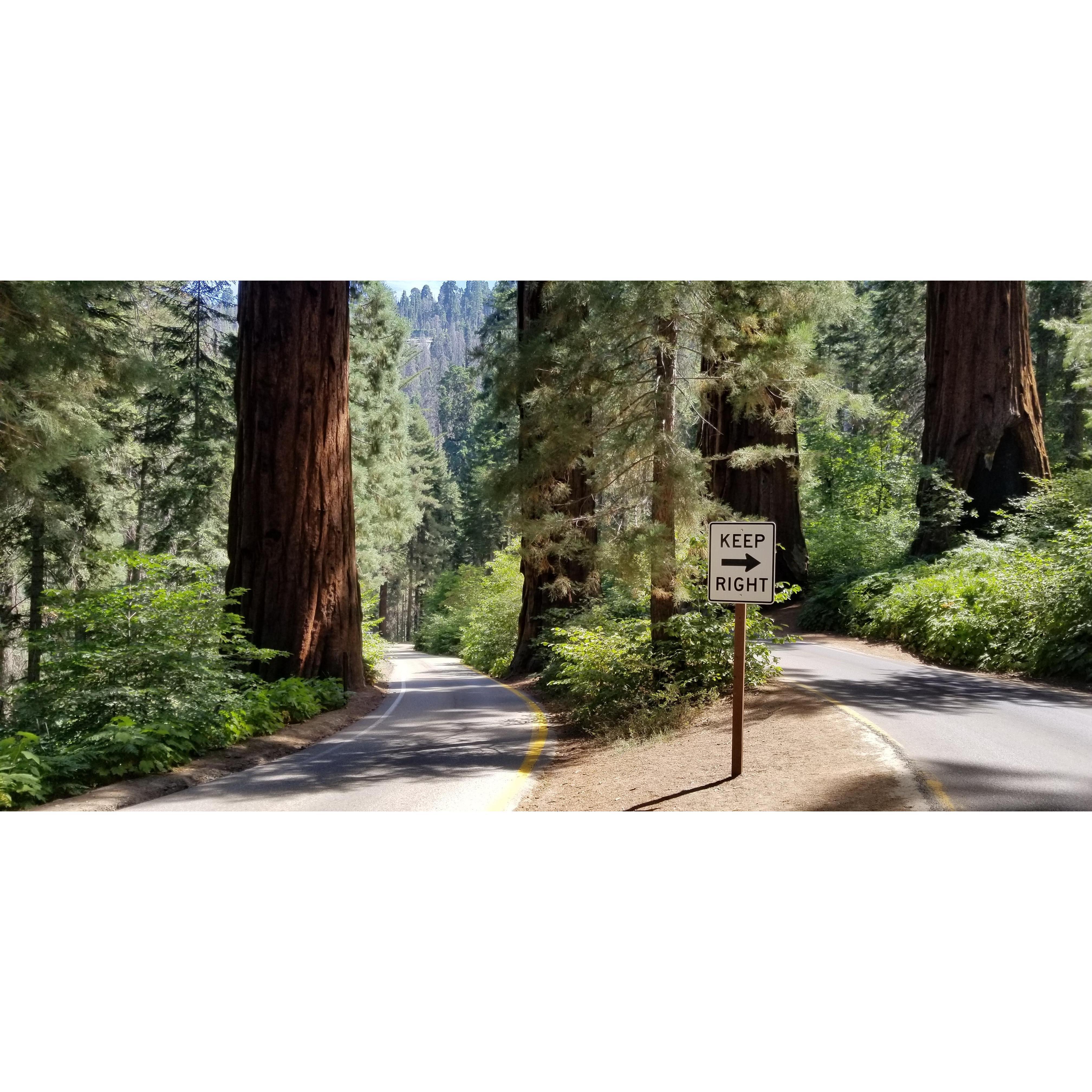Sentinel Trees, from our first visit August 2020.