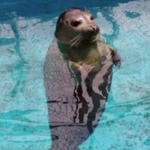 Woods Hole Science Aquarium