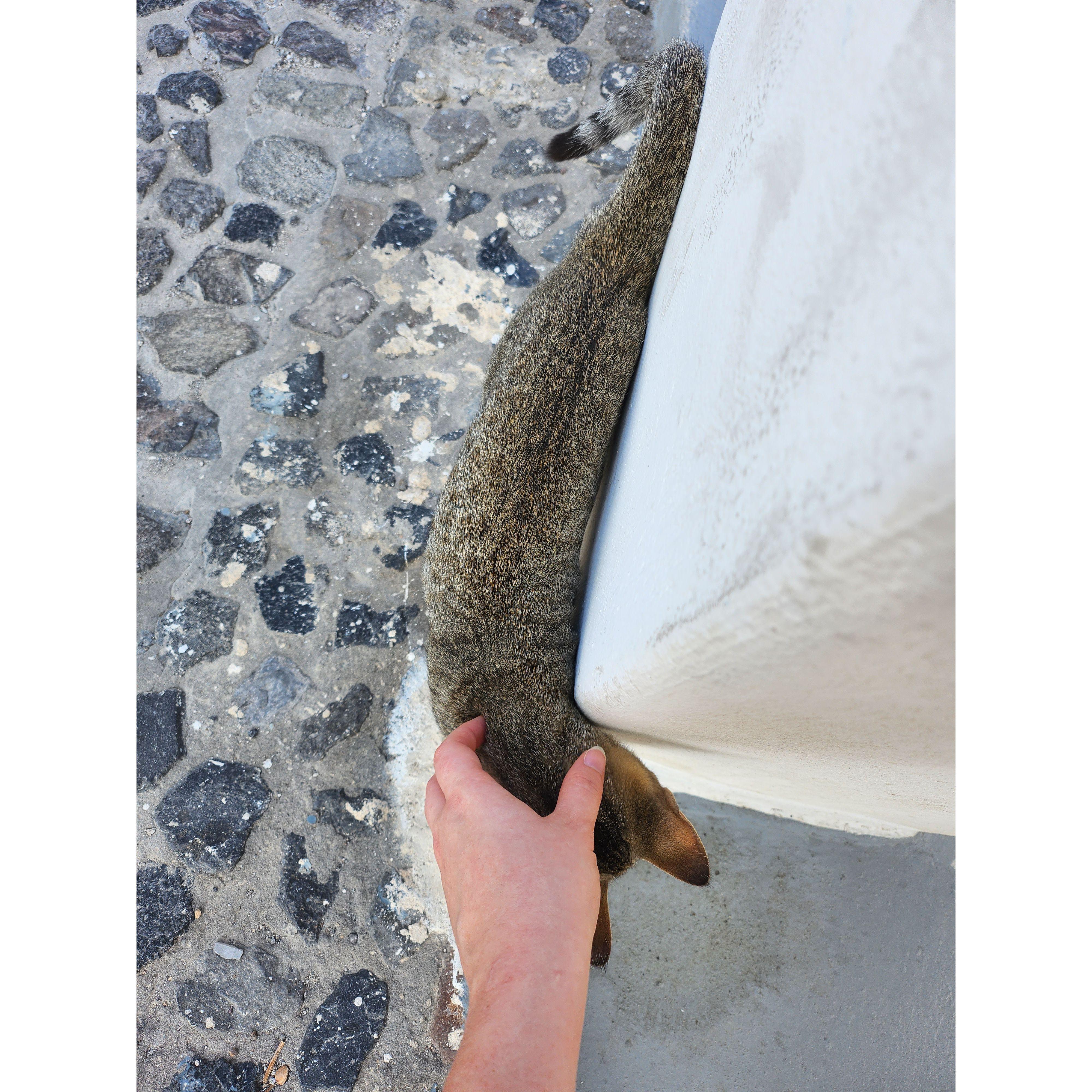 The cats are so sweet and friendly on the island and they are everywhere!