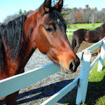 Morgan Horse Farm