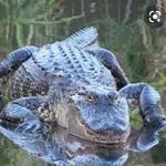 Camp Holly Airboat Rides