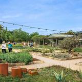 Lady Bird Johnson Wildflower Center