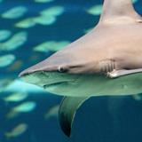 Texas State Aquarium