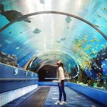 Georgia Aquarium