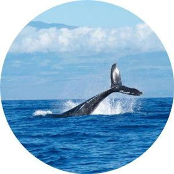 Take us Whale-Watching