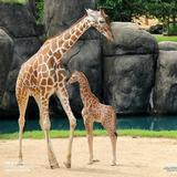 Montgomery Zoo & Mann Wildlife Learning Museum