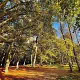 West Woods of Ethie