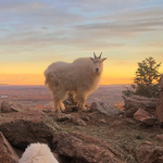 Cheyenne Mountain Zoo