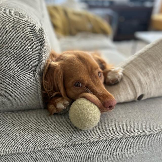 Hazel Treat/Toy Fund