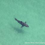 Chatham Shark Center