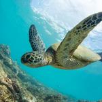 Snorkel!
