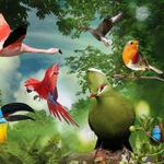 Birds of Eden