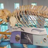 North Carolina Museum of Natural Sciences