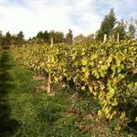 CJS Vineyards & Aurelius Winery