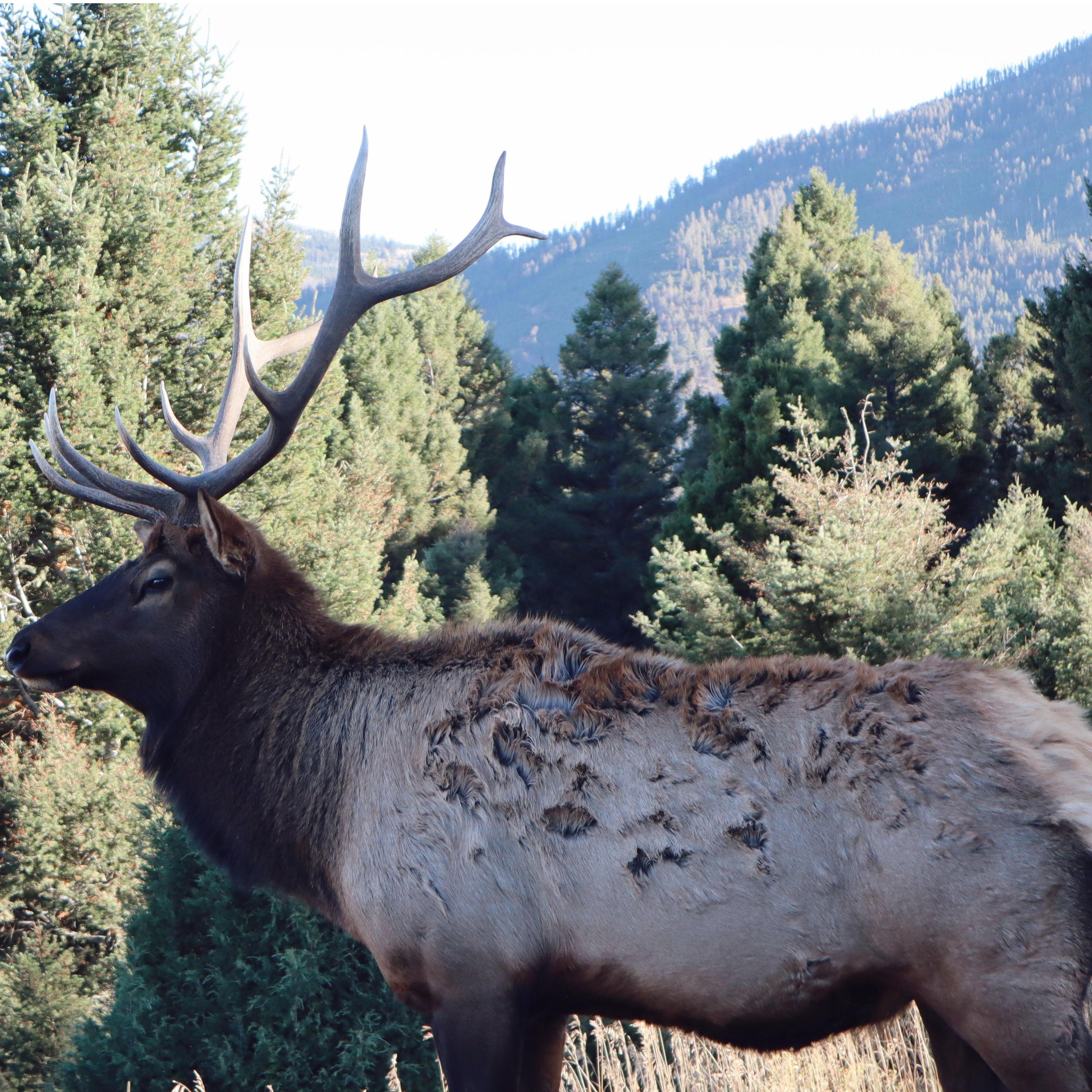 Elk we saw near Mammoth Hot Springs in the NW corner of Yellowstone!