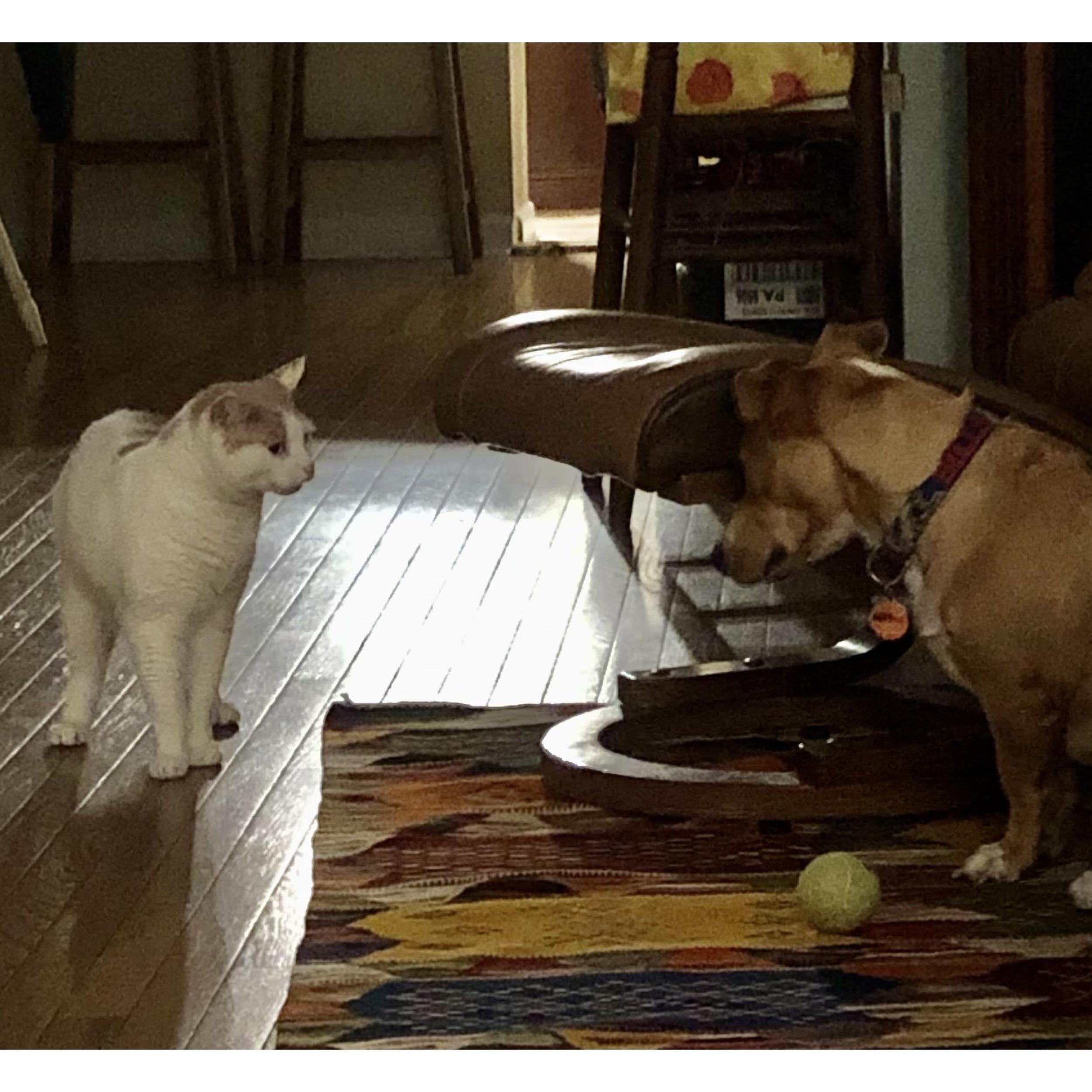 Historic Catdog Peace Treaty - 2021